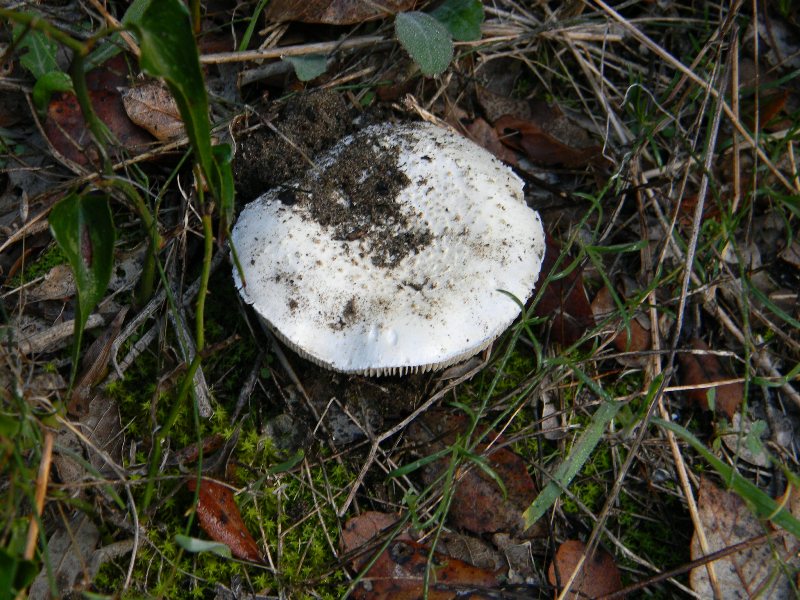 5) Fotografati  il 26.11.2011 sotto Pino e Leccio