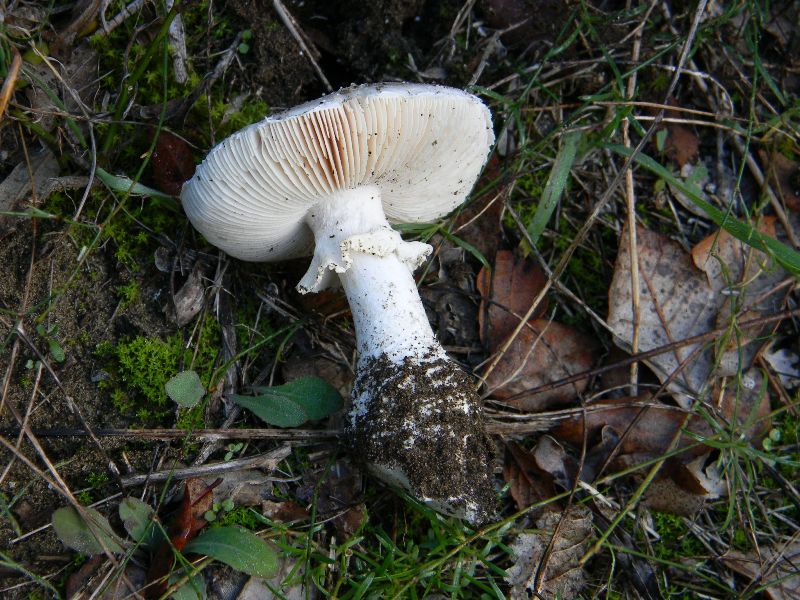 5) Fotografati  il 26.11.2011 sotto Pino e Leccio