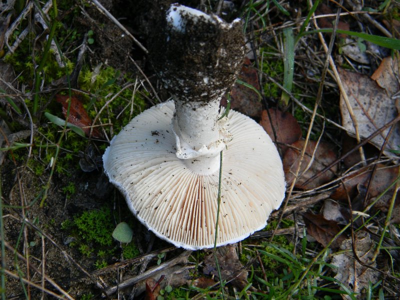 5) Fotografati  il 26.11.2011 sotto Pino e Leccio