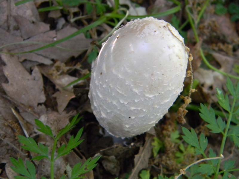 Altri ritrovamenti del 17.05.2011.sotto Quercia
