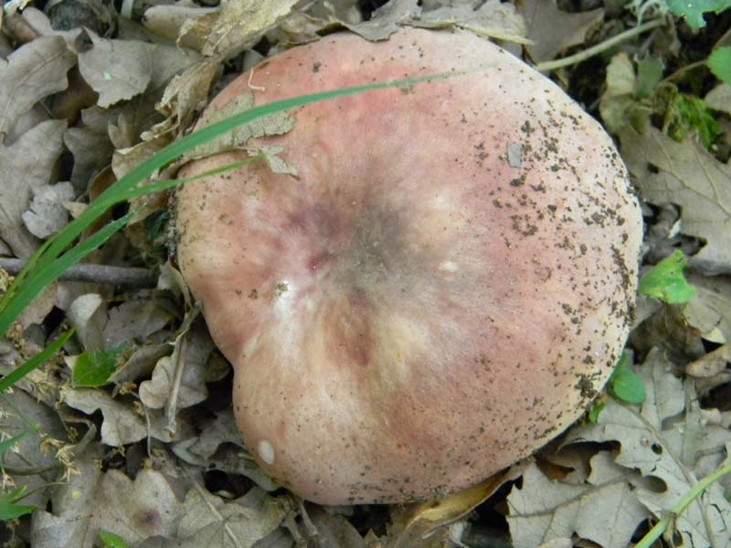 Altri ritrovamenti del 17.05.2011.sotto Quercia