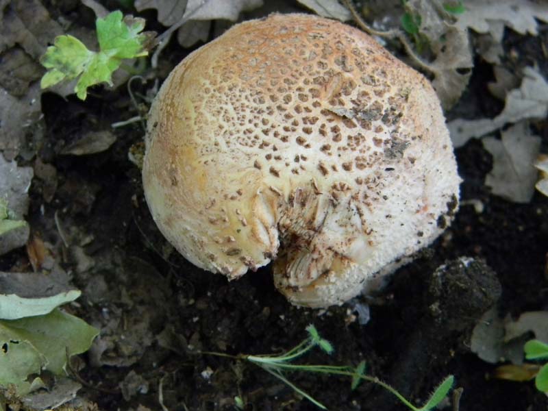 Alcuni ritrovamenti del 17.05. 2011.sotto Quercia