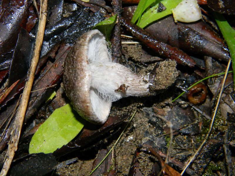 6)Fotografati  il 26.11.2011.  sotto Pino e Leccio marino