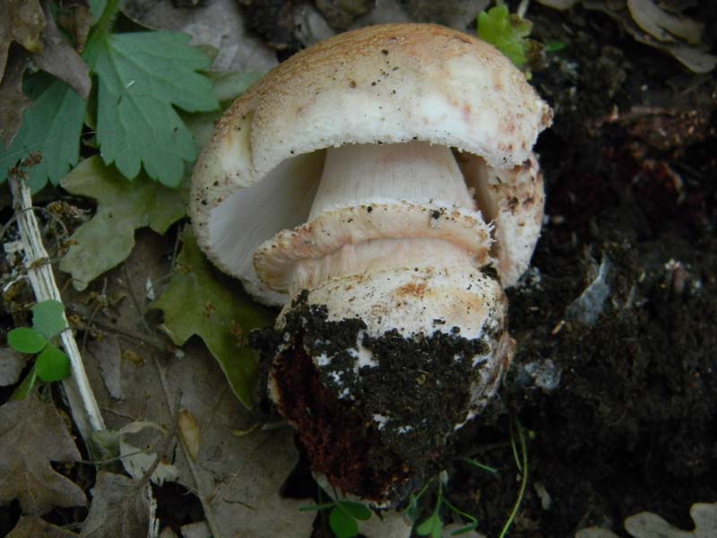 Alcuni ritrovamenti del 17.05. 2011.sotto Quercia