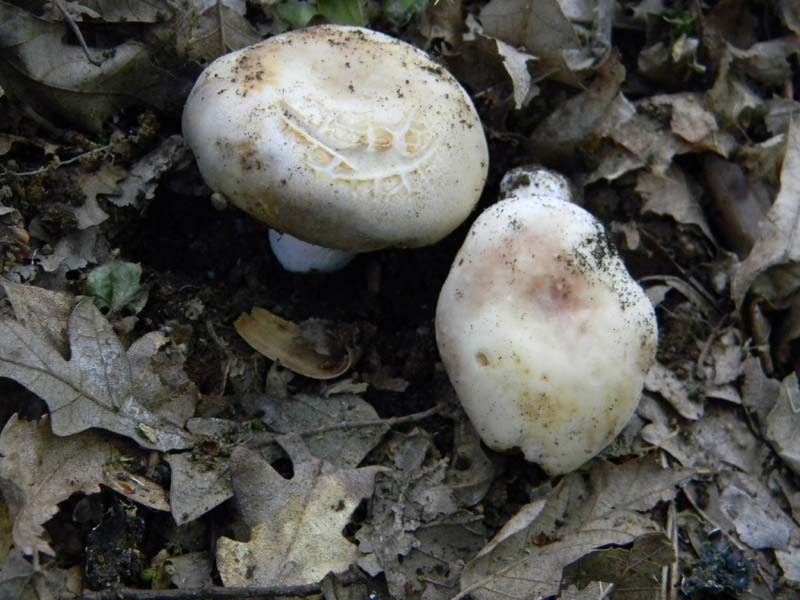 Altri ritrovamenti del 17.05.2011.sotto Quercia