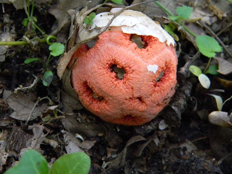 Alcuni ritrovamenti del 17.05. 2011.sotto Quercia