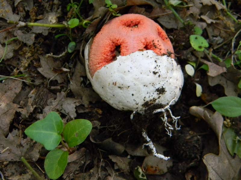 Alcuni ritrovamenti del 17.05. 2011.sotto Quercia