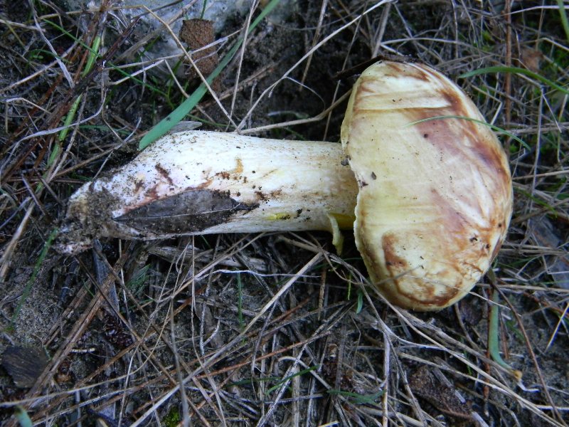 5) Fotografati  il 26.11.2011 sotto Pino e Leccio