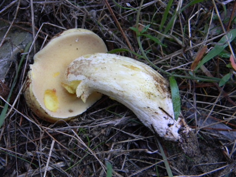 5) Fotografati  il 26.11.2011 sotto Pino e Leccio