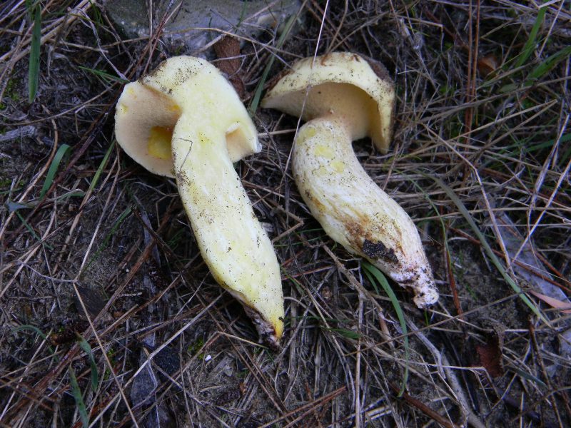 5) Fotografati  il 26.11.2011 sotto Pino e Leccio