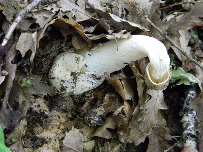 Alcuni ritrovamenti del 17.05. 2011.sotto Quercia
