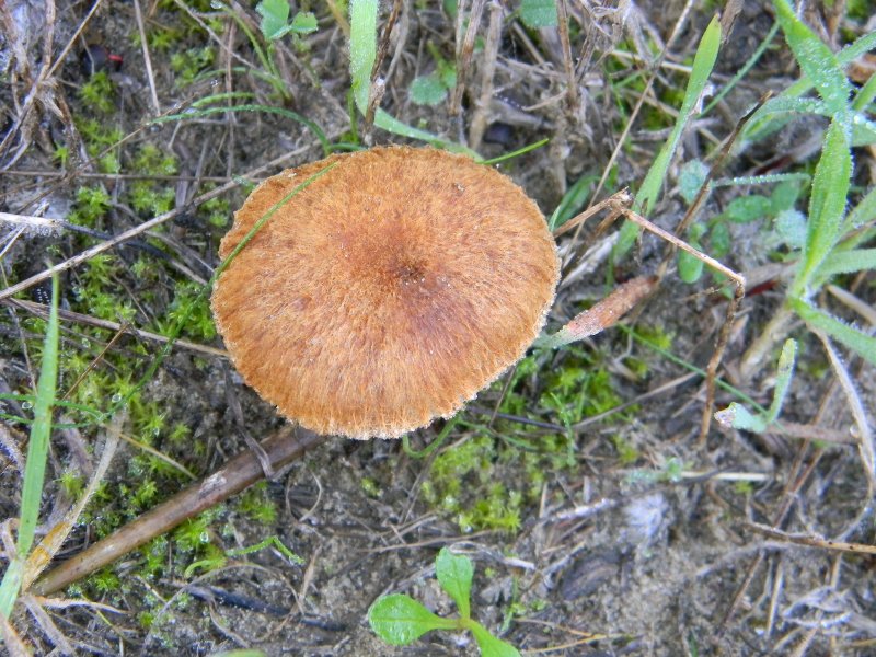 3)Fotografati  il 26.11.2011. sotto Pino E Leccio marino