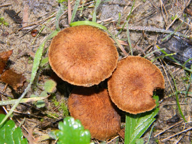 3)Fotografati  il 26.11.2011. sotto Pino E Leccio marino