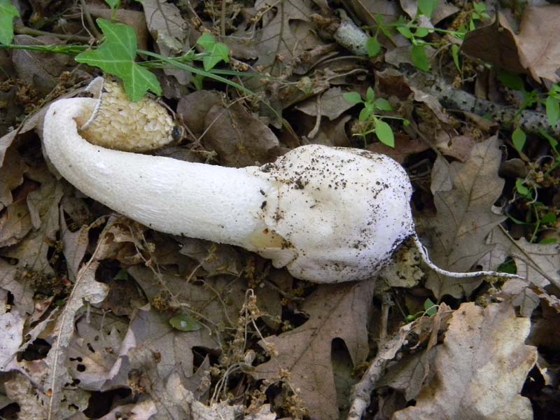 Alcuni ritrovamenti del 17.05. 2011.sotto Quercia