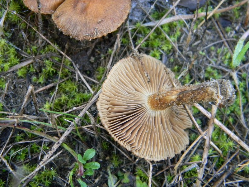 3)Fotografati  il 26.11.2011. sotto Pino E Leccio marino