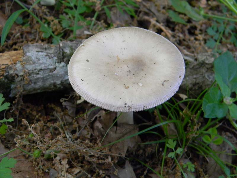 Alcuni ritrovamenti del 17.05. 2011.sotto Quercia