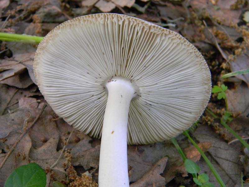 Alcuni ritrovamenti del 17.05. 2011.sotto Quercia