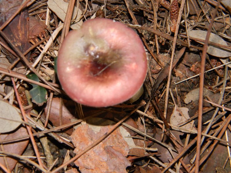 1) Fotografati il 26.11.2011. sotto Pino e Leccio marino