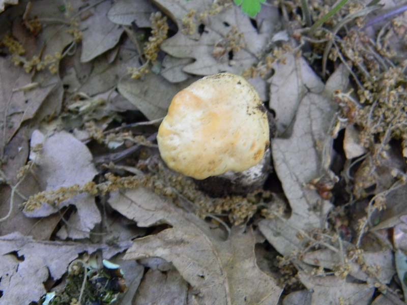 Altri ritrovamenti del 17.05.2011.sotto Quercia