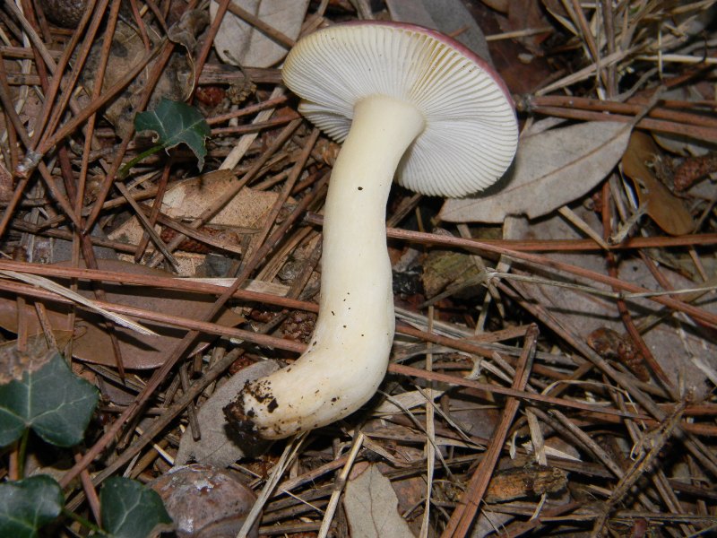 1) Fotografati il 26.11.2011. sotto Pino e Leccio marino