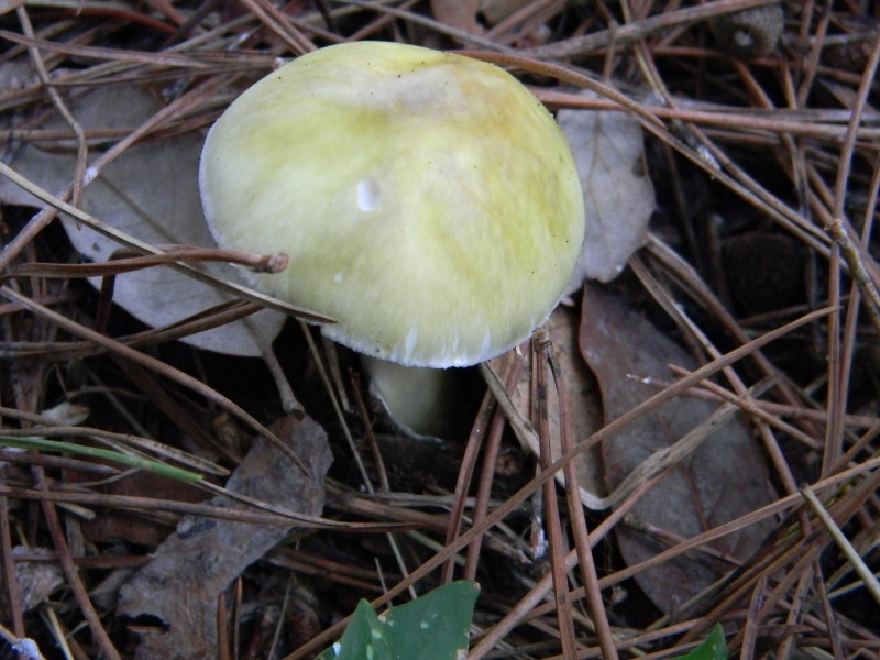 5) Fotografati  il 26.11.2011 sotto Pino e Leccio