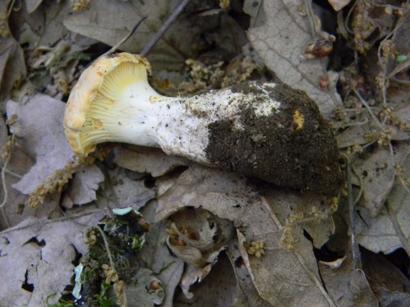 Altri ritrovamenti del 17.05.2011.sotto Quercia