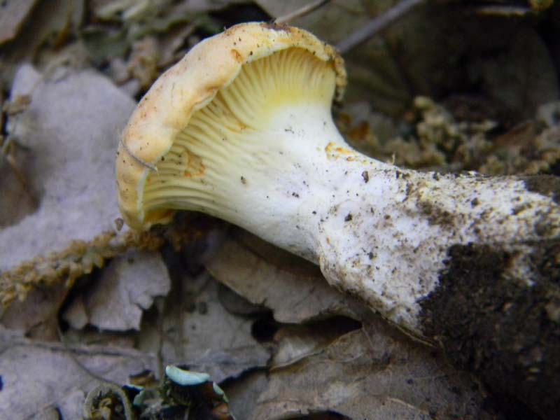 Altri ritrovamenti del 17.05.2011.sotto Quercia