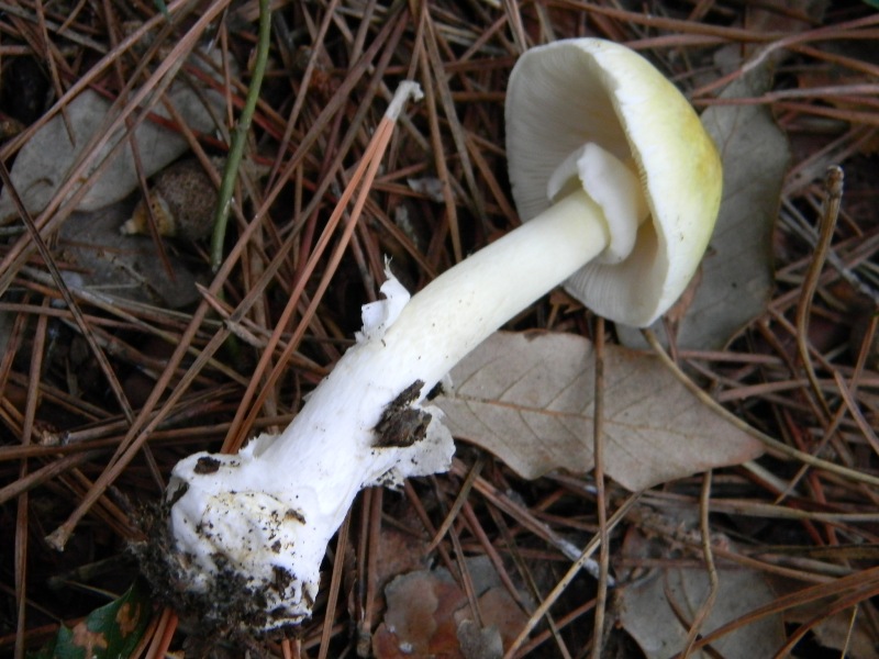 5) Fotografati  il 26.11.2011 sotto Pino e Leccio