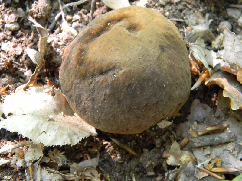 Ritrovamenti del 21.05.2011.sotto Faggio