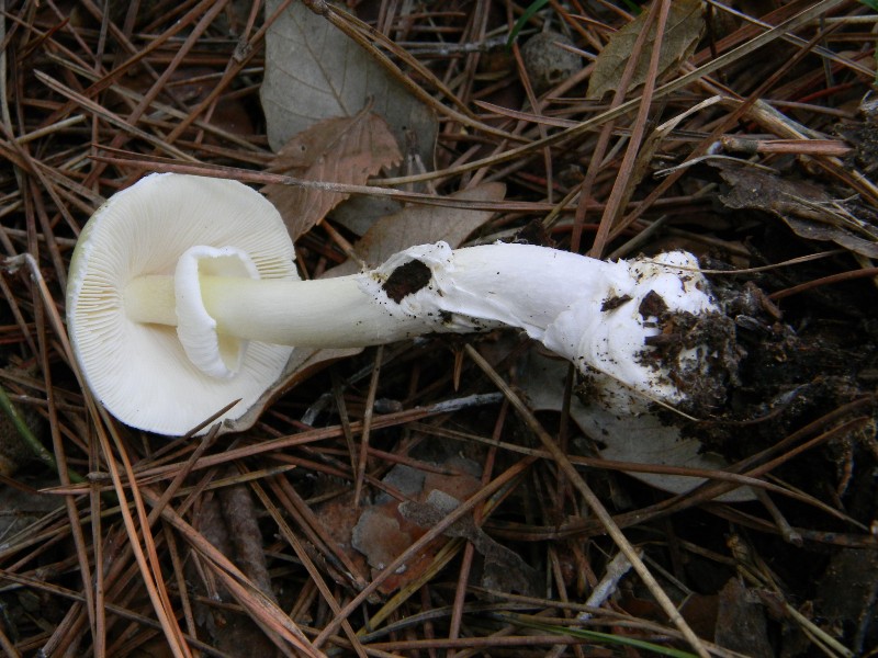 5) Fotografati  il 26.11.2011 sotto Pino e Leccio