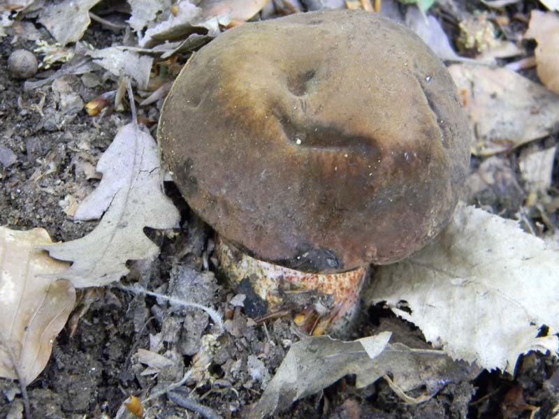 Ritrovamenti del 21.05.2011.sotto Faggio