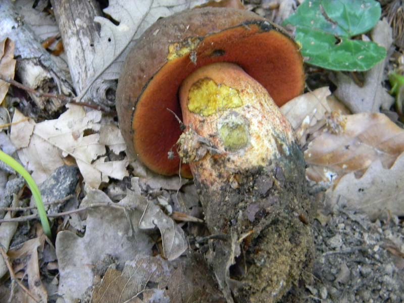 Ritrovamenti del 21.05.2011.sotto Faggio