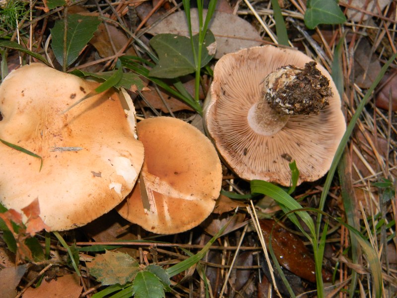 4) Fotografati il 26.11.2011. sottoPino  e Leccio  marino