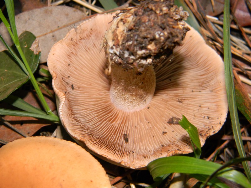 4) Fotografati il 26.11.2011. sottoPino  e Leccio  marino