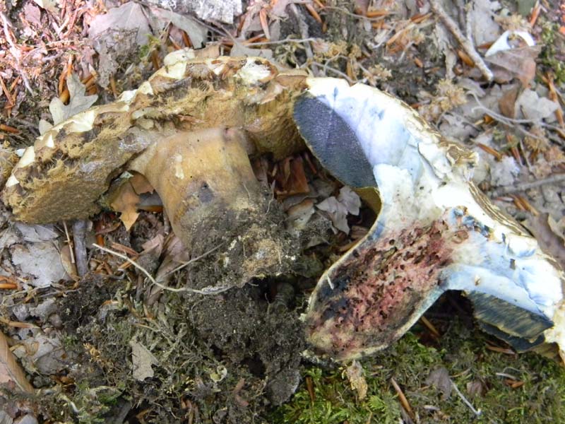 Boletus fotografato il 17.05.2011.sotto Faggio