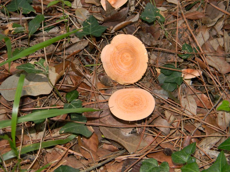 3)Fotografati  il 26.11.2011. sotto Pino E Leccio marino