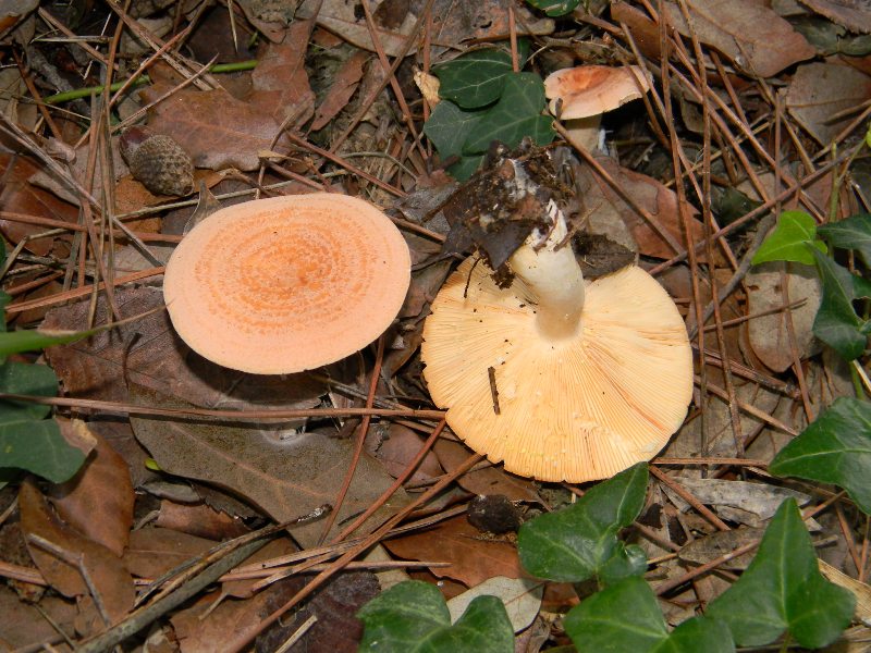 3)Fotografati  il 26.11.2011. sotto Pino E Leccio marino