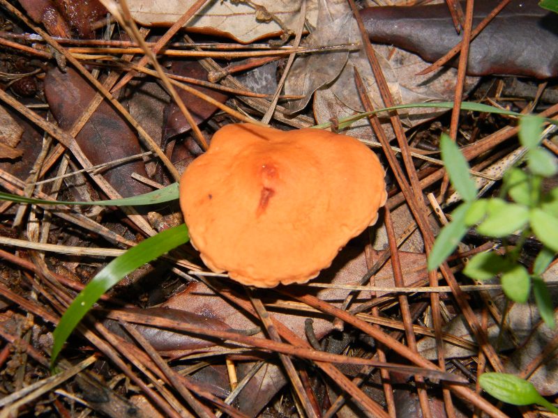 6)Fotografati  il 26.11.2011.  sotto Pino e Leccio marino