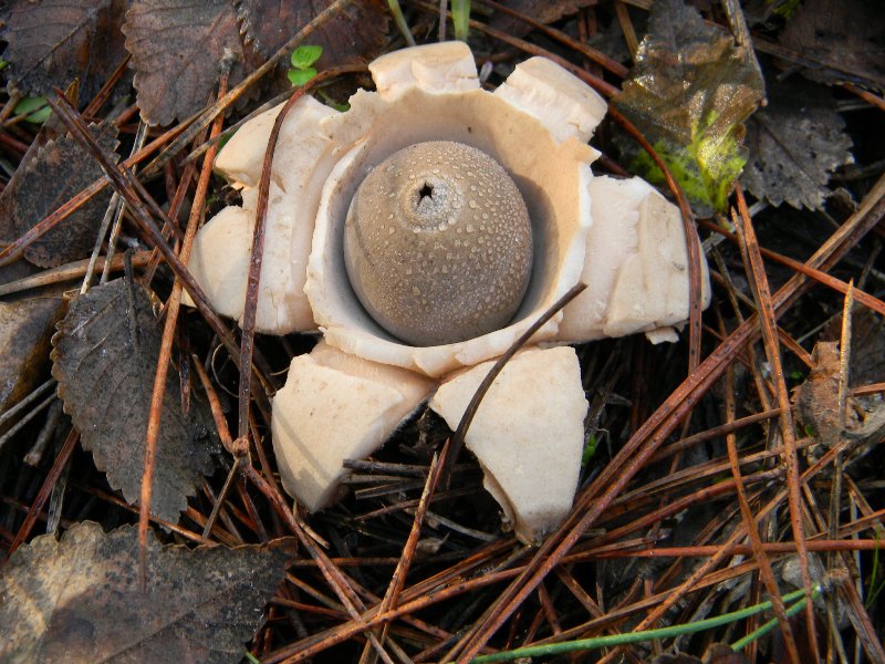 3)Fotografati  il 26.11.2011. sotto Pino E Leccio marino