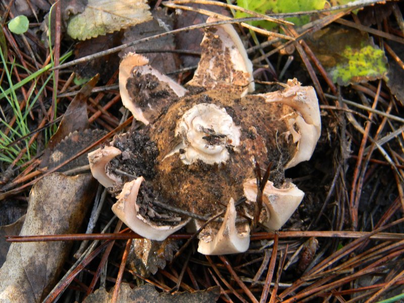 3)Fotografati  il 26.11.2011. sotto Pino E Leccio marino