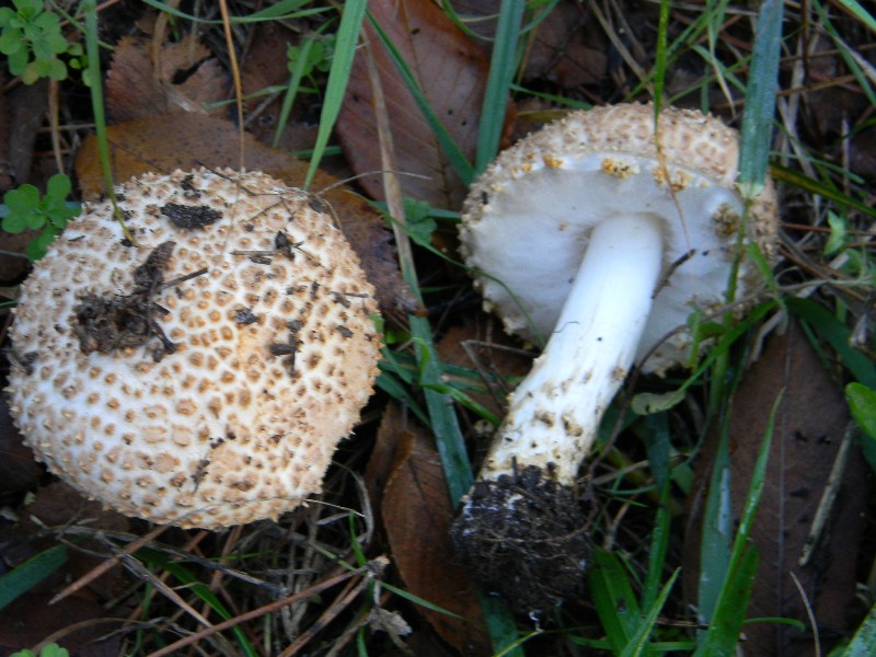 3)Fotografati  il 26.11.2011. sotto Pino E Leccio marino