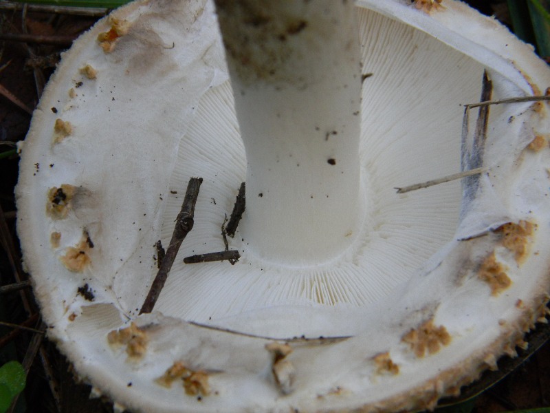 3)Fotografati  il 26.11.2011. sotto Pino E Leccio marino