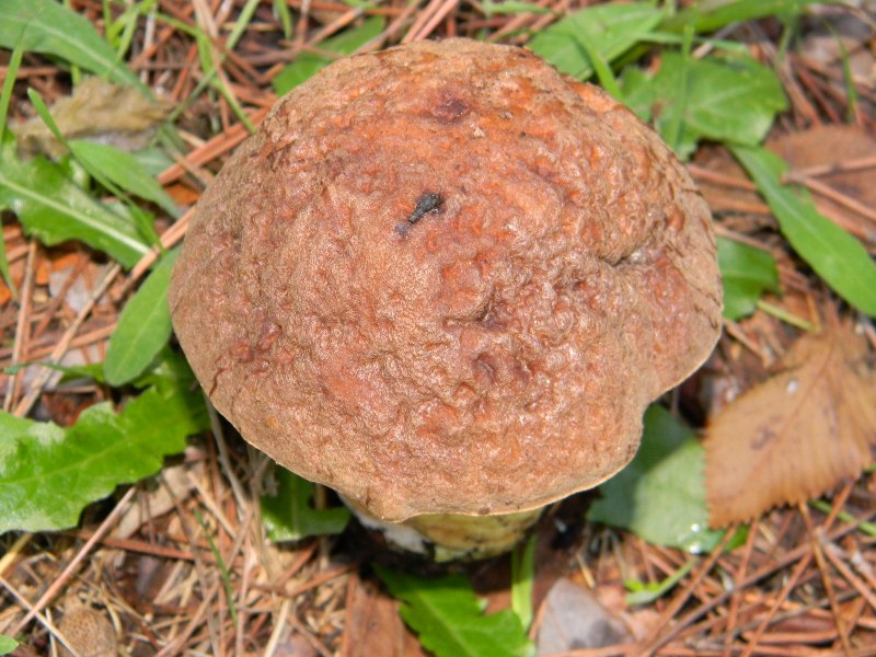 6)Fotografati  il 26.11.2011.  sotto Pino e Leccio marino