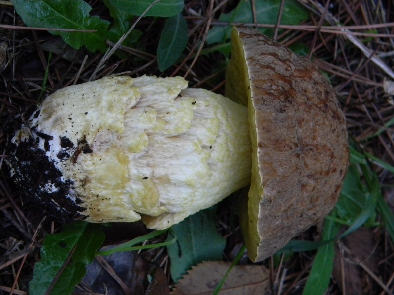 6)Fotografati  il 26.11.2011.  sotto Pino e Leccio marino