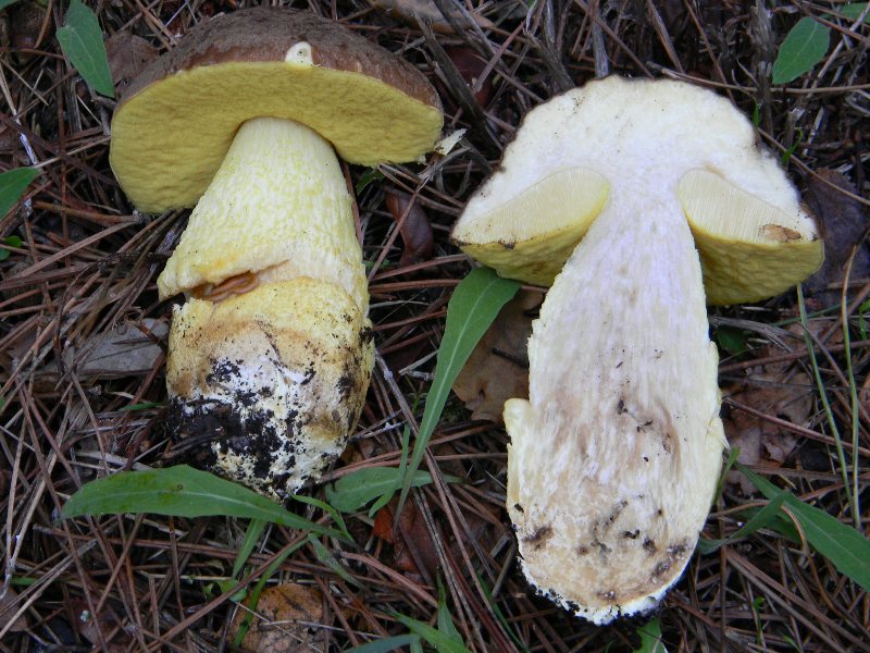 6)Fotografati  il 26.11.2011.  sotto Pino e Leccio marino