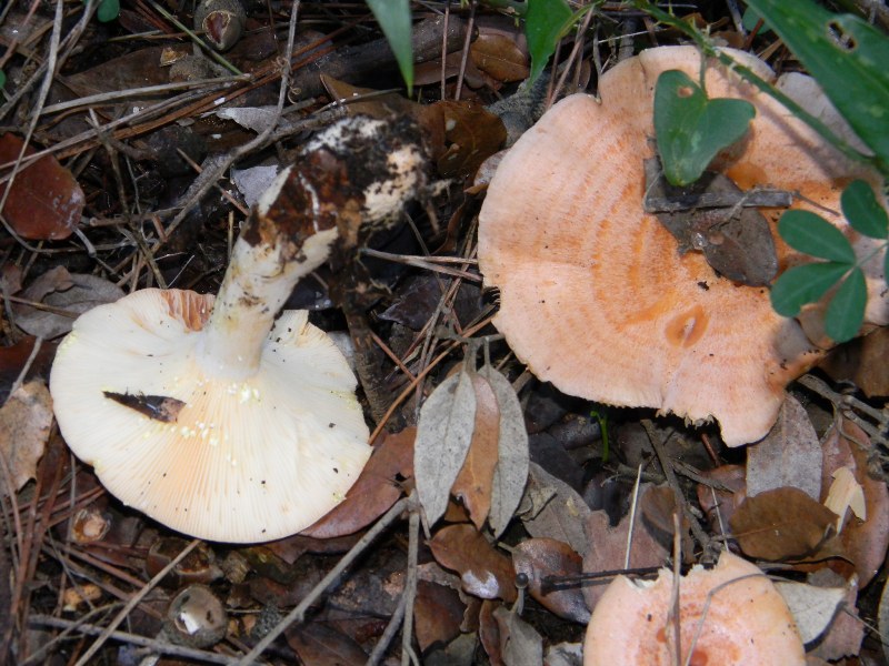 4) Fotografati il 26.11.2011. sottoPino  e Leccio  marino