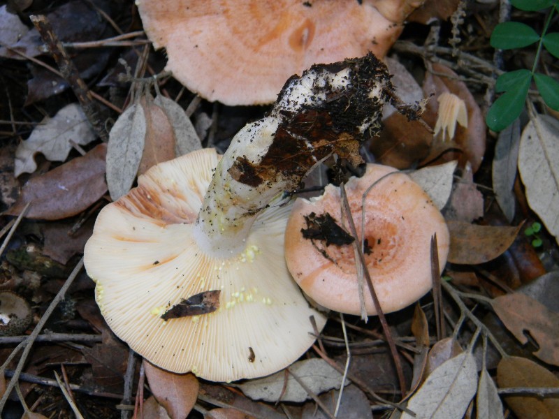 4) Fotografati il 26.11.2011. sottoPino  e Leccio  marino