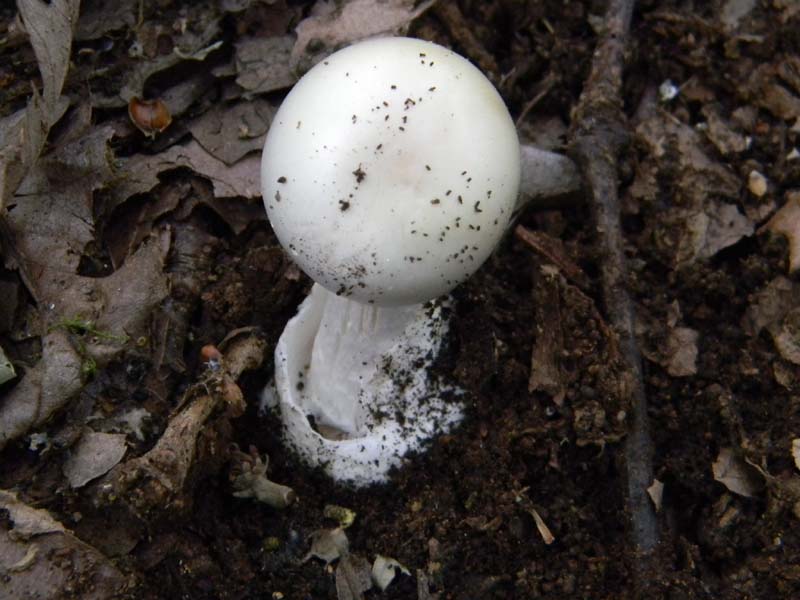 Alcuni ritrovamenti del 20.05.2011.bosco di Quercia