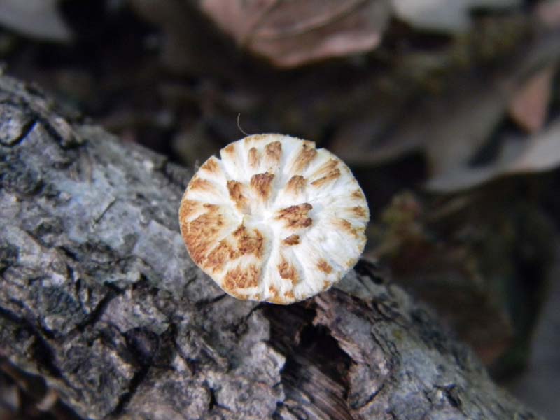 Alcuni ritrovamenti del 20.05.2011.bosco di Quercia