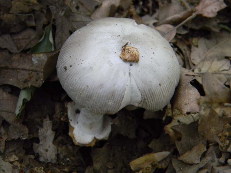 Alcuni ritrovamenti del 20.05.2011.bosco di Quercia